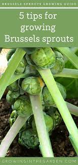 How To Grow Brussels Sprouts In Arizona Growing In The Garden Brussel Sprouts Brussel Sprout Plant Sprouts