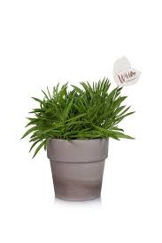 Is your plant in one of these subgroups? 30 Best Indoor Plants For Apartments Best Houseplants For Apartment Dwellers