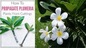 Plant the cutting 4 inches deep into the prepared cutting mix and wait for the cutting to take root. How To Grow Plumerias From Cuttings Ll How To Root A Plumeria Cutting Faster In Rainy Season Youtube