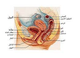 ما هو الدبر بالصور ما هو المقصود بفتحة الشرج بالصور كيف