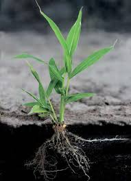 Image result for Aristida scabrivalvis