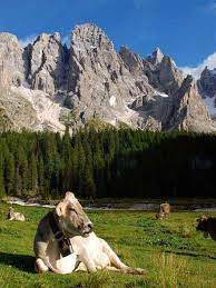 Trova il tuo appartamento in affitto in trentino alto adige, portale dedicato agli annunci immobiliari, vendite case, affitto appartamenti, villette e immobili in vendita immobili, affitto appartamenti, annunci ville, affitti case e attività commerciali filtrati per regione, provincia, città e località. Affitti Trentino Alto Adige Per Vacanze Con Iha Privati