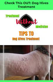 Tips To Dog Hives Treatment Trending
