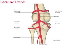 The mcl primary function is to act as a valgus stabiliser of the knee. Mcl Knee Injuries Knee Sports Orthobullets