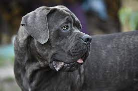 Il cane corso italiano è una razza canina di tipo molossoide di origine italiana riconosciuta dalla fci (standard n. Cane Corso Carattere Indole E Ambiente Piu Adatto