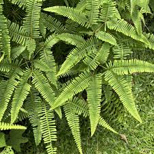 Image result for Dicranopteris elegantula