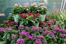 The most common hot weather flower material is ceramic. Florida Summer Flowers Earthscapes Garden Room