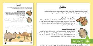 معلومات وحقائق عن الجمل الحيوانات