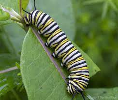 We did not find results for: 4 Common Caterpillars What They Mean To Your Garden Hobby Farms