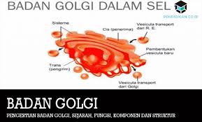 Pengertian Badan Golgi Sejarah Fungsi Komponen Dan Struktur