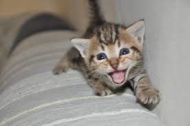 Just like a kid might, so will aa cat. Best Toys For Indoor Cats My Pet Warehouse