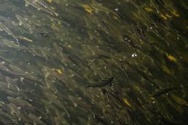 Check spelling or type a new query. Will Your Next Salmon Come From A Massive Land Tank In Florida Politico