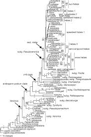 Image result for Veronica abyssinica