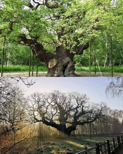 England's legendary 1,200-year-old Major Oak tree in Sherwood Forest has  died.🌳😔 The tree, closely linked to the legend of Robin Hood, is believed  to have been affected by climate change and nearby