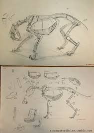 Scribbles Feline Anatomy Drawing Course Animal Art