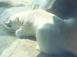 This adorable polar bear cub just discovered snow. Polar Bear Picture Of Toronto Zoo Tripadvisor