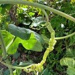 Image result for Lagenaria sphaerica