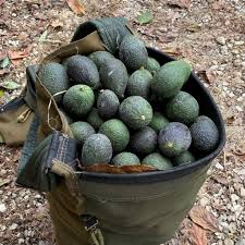 Image result for Dark Avocado 1972 Fedders