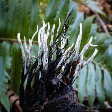 Image result for Hypoxylon multiforme