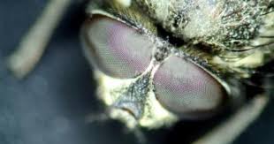 how to get rid of black flying bugs in bathrooms ehow pest control insect spray best pest control