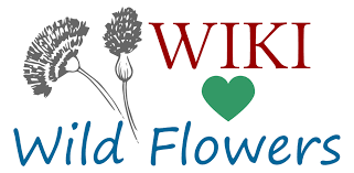 Armed with the right knowledge, you too can send secret messages through beautiful bouquets. Wiki Loves Wild Flowers Meta