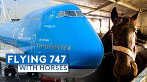 The seats opened up into standard flat beds and were pretty spacious. Flying Klm B747 400 Combi With Horses Youtube