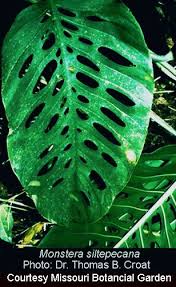 Monstera Obliqua Vs Monstera Adansonii Muggle Plants Plants Monstera Monstera Obliqua
