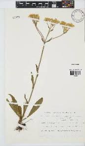 Image result for Helichrysum cephaloideum