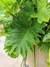 Heart Leaf Philodendron Care Brasil Philodendron And Propagation Tips Plants Philodendron Plant Easy House Plants