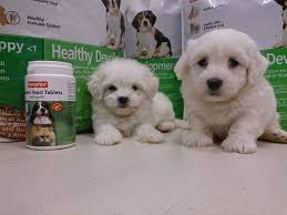 Maltese Terrier Saf Irk Yavrularimiz 597