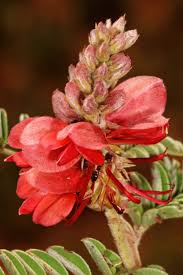 Image result for Indigofera lyallii