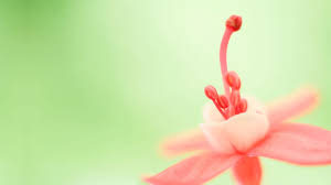 Die Schonsten Wallpaper Fur Windows 10 Bilder Screenshots Computer Bild Abnehmbare tapete, schälen und kleben, vinyl, wallpaper, wasser aktiviert tapete, wandpapier, vorgeklebte tapete, peel und stick tapete, kindergarten tapete, wandbild, floralwandal, schwarz und weiß. die schonsten wallpaper fur windows 10
