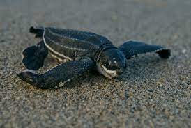 Baby Sea Turtles See Turtles