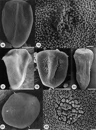 Image result for Hypolytrum goetghebeur