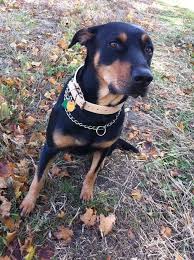 Rottweiler Puppy Black And Brown Dogs 15 Adorable Doberman Mixes Black Brown And Awesome All Over Doberman Mix Rottweiler Mix Puppies Lab Mix Puppies
