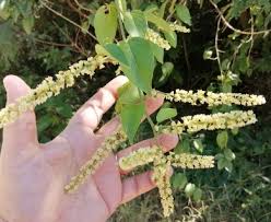 Image result for Gouania