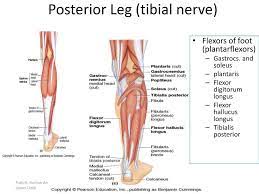 Anatomy Of The Lower Limb Ppt Download