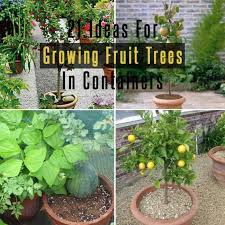 Peach trees are dormant over winter and blossom in early spring. 21 Best Ideas For Growing Fruit Trees In Containers Gardenoid