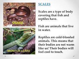 Encourage your preschoolers to categorize animals based on their outer coverings. Body Coverings Of Animals