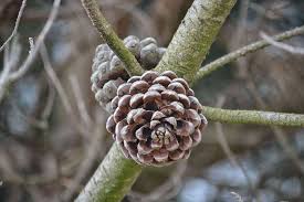 Arbre Conifres Epingle Nature Pigne De Pin Pomme De Pin Pine Cones Nature Images Turkey Craft