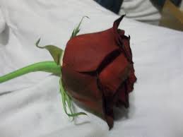 Cut out pattern on sheet metal and drill center hole after all of your petals and sepal (which is the leafy thing that hangs down from the bottom of a rose bud) are cut. Metal Rose 12 Steps With Pictures Instructables