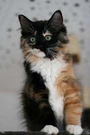 Maybe you would like to learn more about one of these? Solid Non Pointed Ragdolls