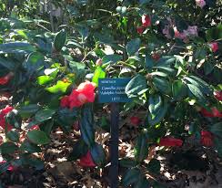 Adolphe Audusson A Famous French Camellia Famous French Plants Camellia