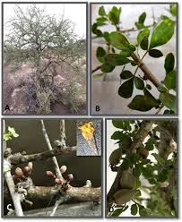 Image result for Burseraceae