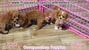 All categories pets & animals dogs dogs for sale antiques & collectables art baby gear books building & renovation business, farming & industry cars, bikes & boats clothing & fashion computers crafts electronics. Yo5agpz3 Kwbxm