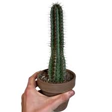 Image result for Euphorbia epicyparissias
