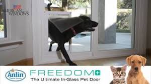 Pet door products sliding glass pet door inserts. American Windows Of Dfw
