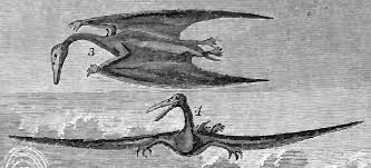 Image result for Pteranodon