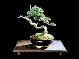 Bonsai Style Bunjin Youtube