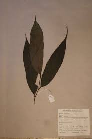 Image result for Leptonychia